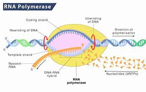 Image result for RNA Polymerase 3 Transcribes