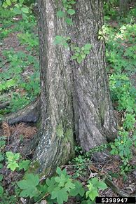 Image result for European White Elm