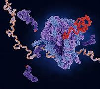 Image result for RNA Chain