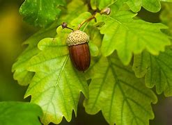 Image result for Oak Tree Fruit