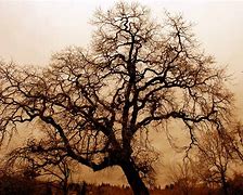 Image result for Bur Oak Forest