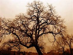 Image result for Tree as a Symbol