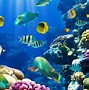 Image result for Tropical Fish Desktop