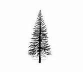 Image result for Evergreen Tree Line Drawing