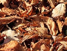 Image result for Leaf Food