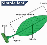 Image result for Sample of Big Leaf