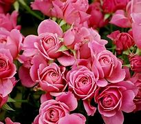 Image result for Bing Desktop Wallpaper Flowers