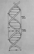 Image result for DNA Drawing