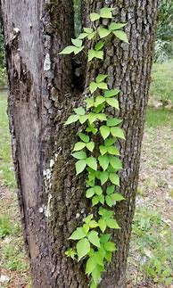 Image result for Poison Ivy Vine Growing Up a Tree