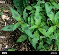 Image result for Pale Persicaria