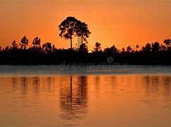 Image result for Skini Trees in Florida