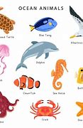 Image result for Ocean Animals Kids