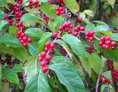 Image result for Northern Minnesota Shrub with Red Berries