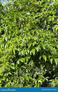 Image result for Climbing Shrubs