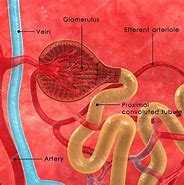 Image result for Nephron Found in Human Kidney Simple