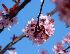 Image result for Japanese Maple Leaf Blossom