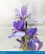 Image result for Lis Flower