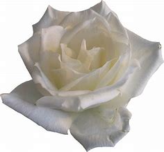 Image result for White Rose Transparent