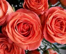 Image result for Coral Colored Roses with Names