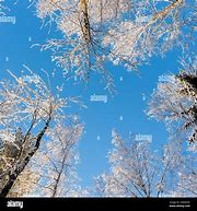 Image result for Snowy Tree Branches