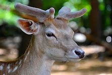 Image result for Deer Face Coloring Page