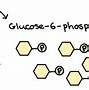 Image result for Amino Acids Cellular Respiration