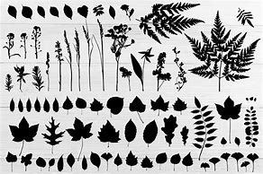 Image result for Six Leaf Plant Silhouette