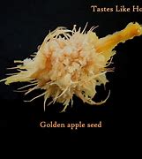 Image result for Golden Apple Fruit Seed