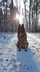 Image result for German Shepherd Variations