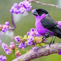 Image result for Bird in a Branch Vector Black