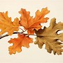 Image result for Oak Leaf Design