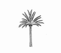 Image result for Step-by-Step Palm Tree Drawing