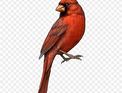 Image result for Cute Cardinal Clip Art