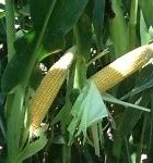 Image result for GMO Corn Label