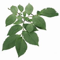 Image result for Elm Leaf PNG