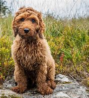 Image result for Cockapoo Spaniel