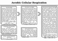 Image result for Cellular Respiration Glycolysis Diagram