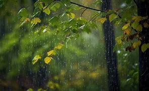 Image result for Man Next to Tree and Raining