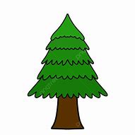 Image result for Shilote Tree Pine