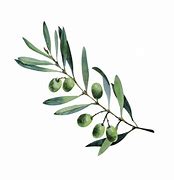 Image result for Very Fancy Olive Branch