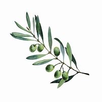 Image result for Wavy Olive Branch