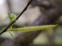 Image result for Salix Drummondiana