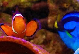 Image result for Finding Nemo Clownfish