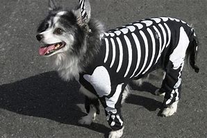 Image result for Animal Halloween Costumes