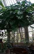 Image result for Philodendron