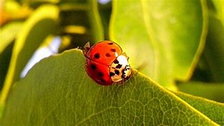 Image result for Ladybug On Leaf Clip Art