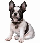 Image result for Dog Breeds Bulldog