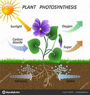 Image result for Photosynthesis