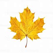 Image result for Transparent Real Yellow Maple Leaf