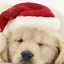 Image result for Cute Christmas Puppy Coloring Pages